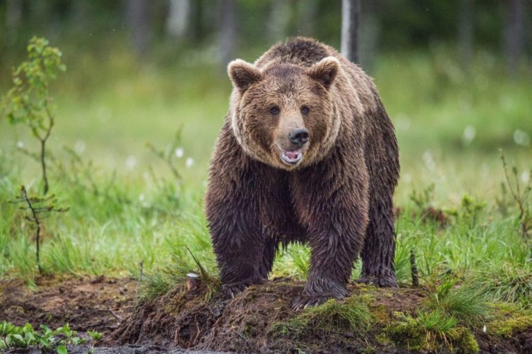 Medveď priamo v dedine roztrhal a zožral barana. Všetko oplotené, čo mám ešte robiť? sťažuje sa majiteľ