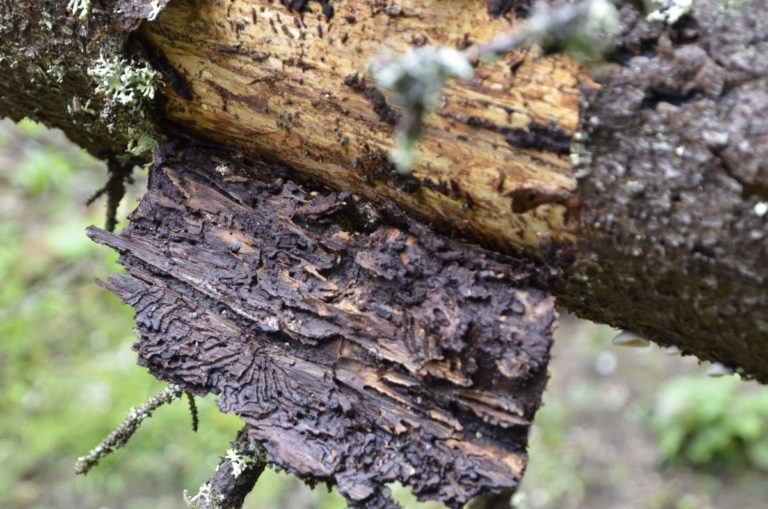 V lesoch pri Čiernom Balogu sa bude vo veľkom ťažiť drevo pre podkôrnikovú kalamitu, primátor Brezna upozorňuje na vážnu situáciu