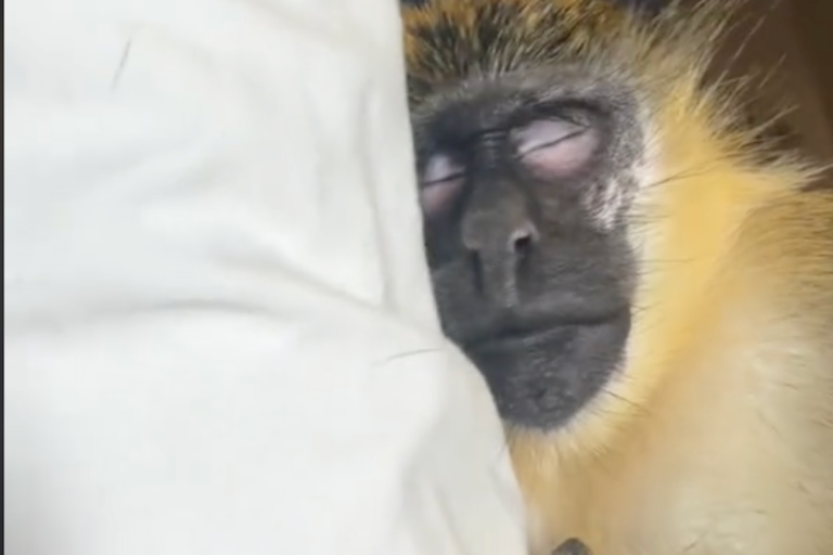 Bol TikTok Monkey Thabo ukradnutý z kolónie Wild Dania Beach?