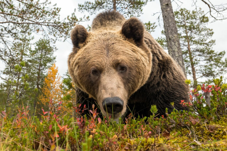 Odborníci otvorene o medveďoch: Budú sa strieľať na kvóty? Na Poľane ich za noc narátali 500, treba to riešiť