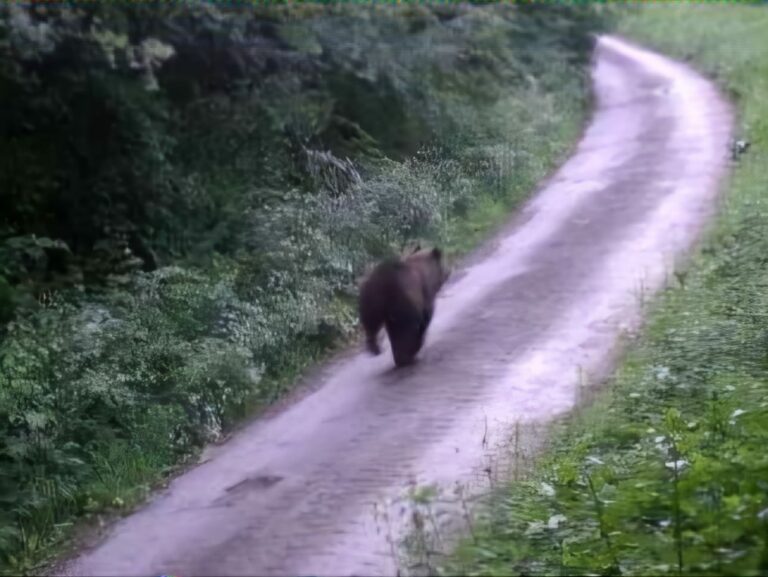 Medveď neďaleko salaša aj nad kaplnkou, na šelmu upozorňujú ďalšie obce (video+foto)