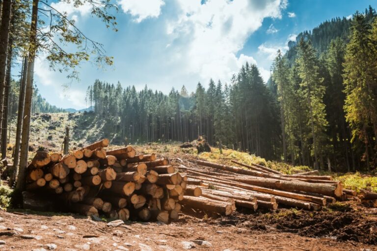 Poslanci schválili novelu zákona o ochrane prírody a krajiny, postupy pri výrube drevín sa výrazne zjednodušia