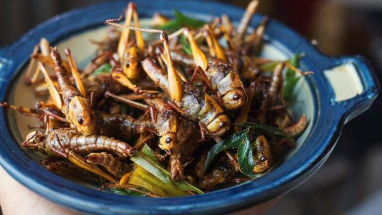 Kobylky vo vašich rezancoch?  Singapur schvaľuje 16 druhov hmyzu ako potraviny