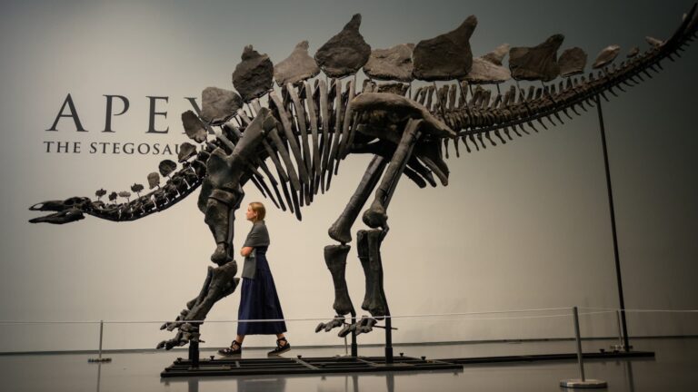Ken Griffin z Citadely kupuje stegosaura za 45 miliónov dolárov v rekordnom predaji v aukcii