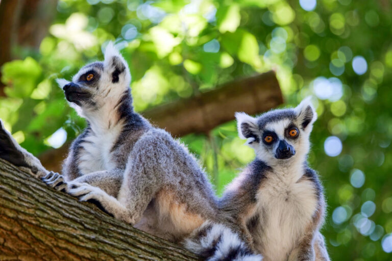 Dve lemurie samice sa presťahovali v bratislavskej ZOO do nových priestorov. Obývajú samostatný ostrov