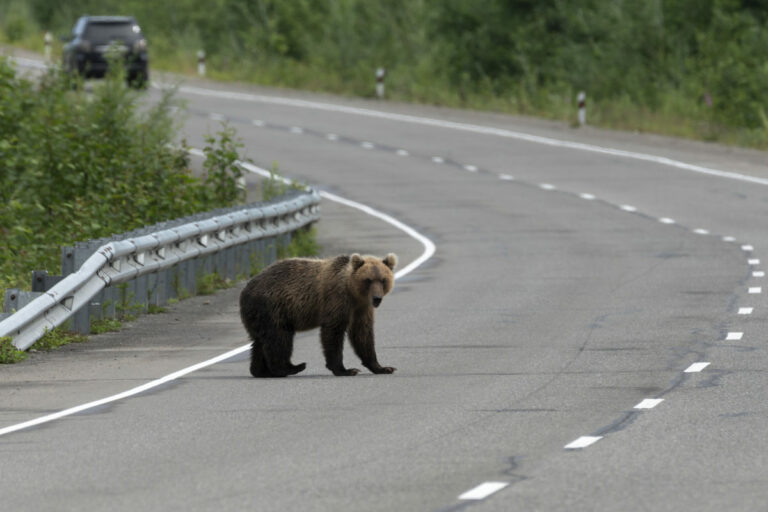 V Jarabej na hlavnej ceste sa skúter zrazil s medveďom, dvaja ľudia sú zranení