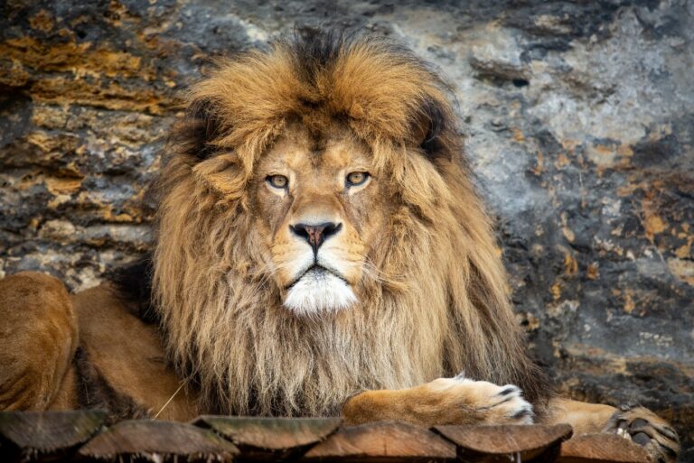 V bojnickej zoo museli uspaním usmrtiť leva Aslana, mal nádor