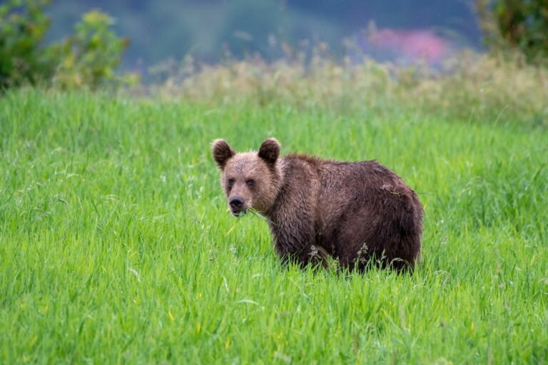 Obec na východe Slovenska upozorňuje na medveďa, obyvateľov prosí o maximálnu opatrnosť