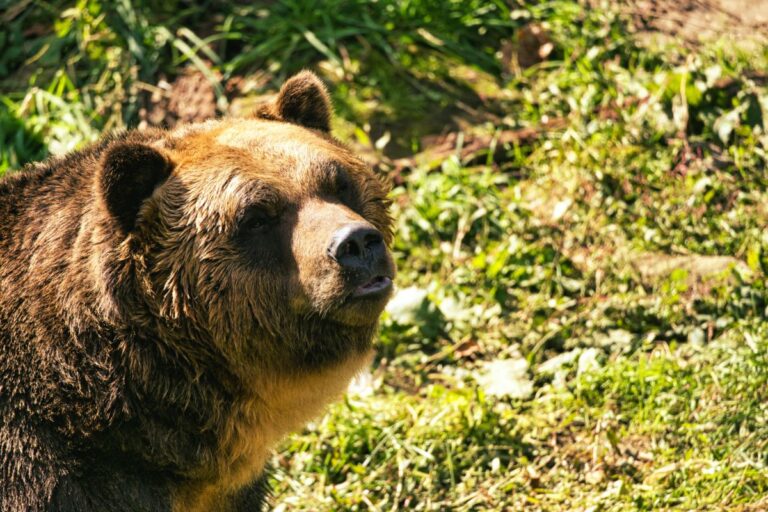 Medveď sa potuluje v blízkosti domov, obec na strednom Slovensku vyzýva k opatrnosti