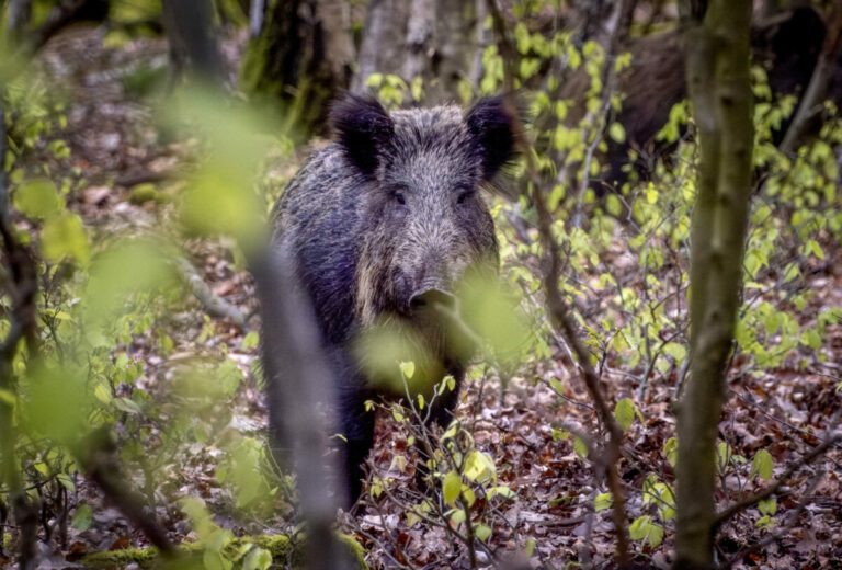 Po centre Bratislavy sa pohyboval diviak, duchaprítomný človek ho zatvoril do výbehu pre psov (video)