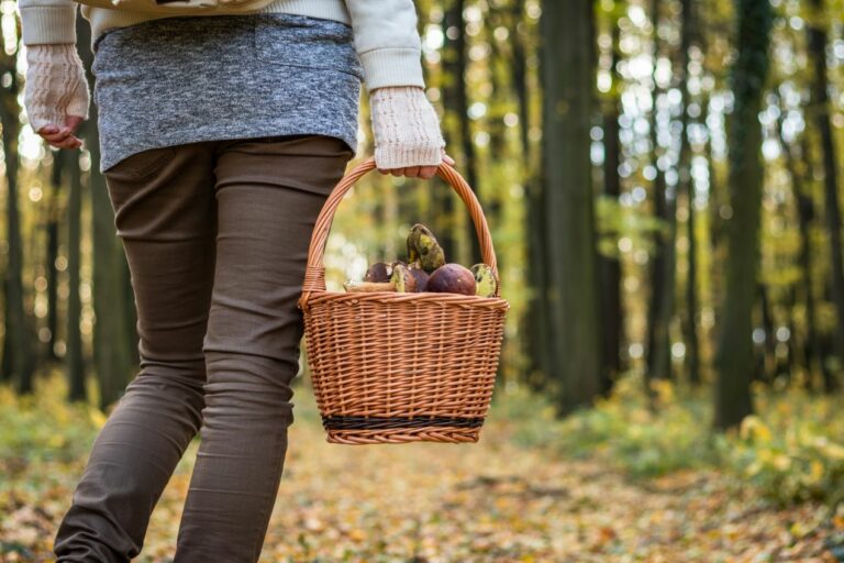 Hlavná hubárska sezóna sa podľa mykológa začne čoskoro, pozor však na nejedlé a jedovaté huby