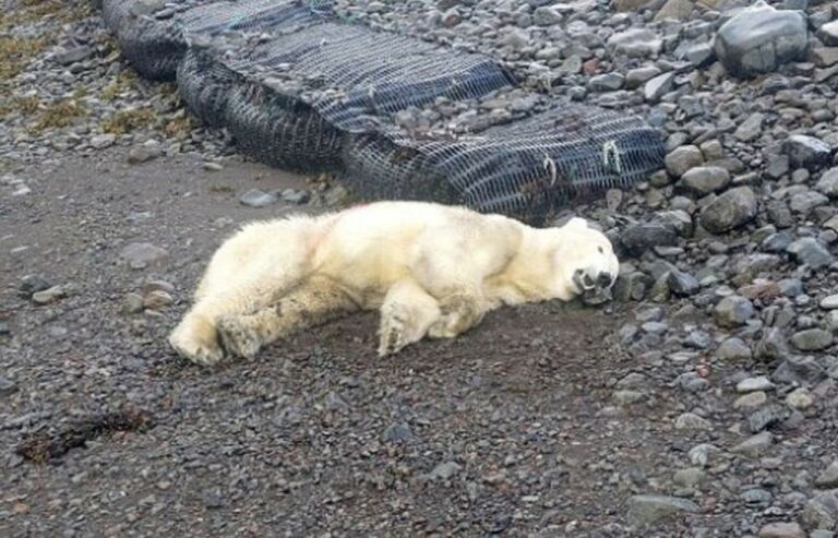 Polícia na Islande zastrelila vzácneho medvede bieleho, ktorý bol prvým svojho druhu. Považovali ho za hrozbu