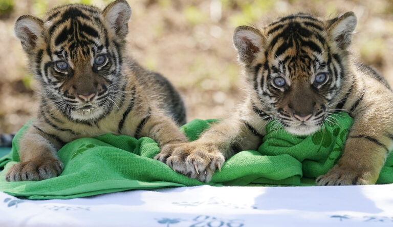 V zoo vo Vroclave oslavujú narodenie štyroch mláďat tigra sumatrianskeho