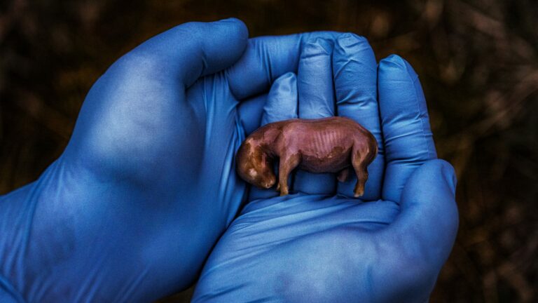 National Geographic pomenoval „Obrázky roka“ — Pozrite sa dovnútra