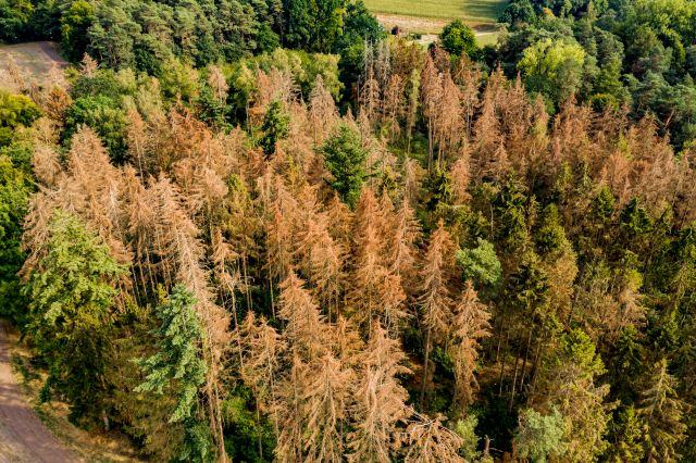 Zväz spracovateľov dreva víta predĺženie lehoty na uplatňovanie nariadenia Únie o odlesňovaní