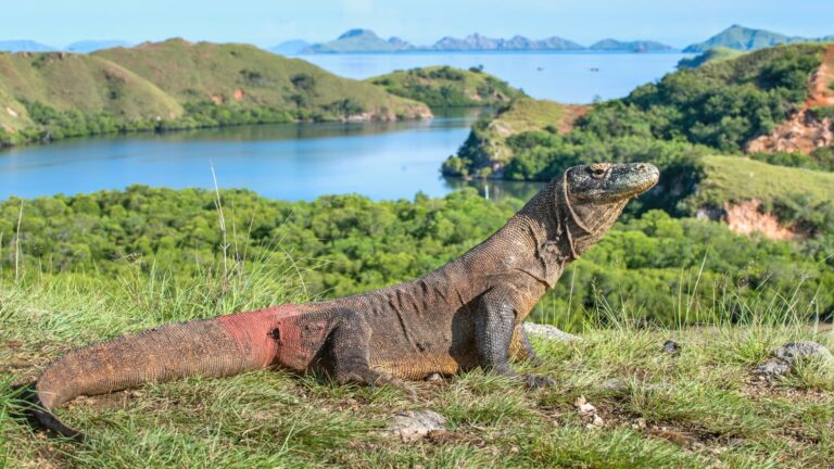 Ako sa dostať na ostrov Komodo? Jetstar Asia bude lietať zo Singapuru