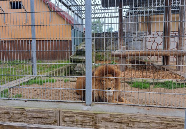 Zoologická záhrada v Spišskej Novej Vsi postaví levovi Lordovi nové bývanie, kde by mohol byť chovaný aj párik levov