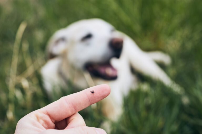 S príchodom jari sa prebúdzajú aj kliešte, v strede lúky vo vysokej tráve ich nenájdete