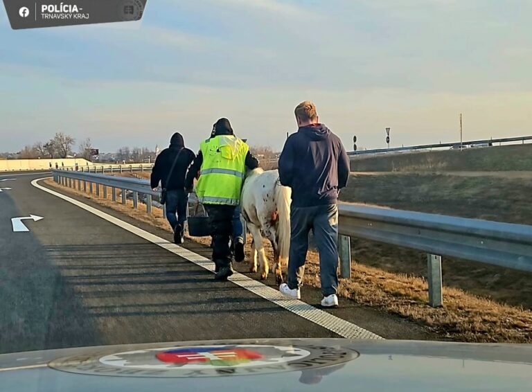 Policajtov na D1 čakalo nezvyčajné prekvapenie. Medzi Bratislavou a Trnavou riešili poníky – FOTO